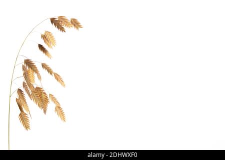 Chasmanthium latifolium oder Holzhafer isoliert auf weißem Hintergrund mit Kopierraum, auch Nordseehafer genannt Stockfoto