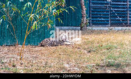 Ein weißes bengalisches Tigerkub, das auf dem Rücken liegt und im Tigergehege im National Zoological Park Delhi, auch bekannt als Delhi Zoo, ruht. Stockfoto