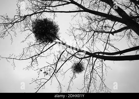 Mistel wächst auf den Ästen eines Baumes Stockfoto