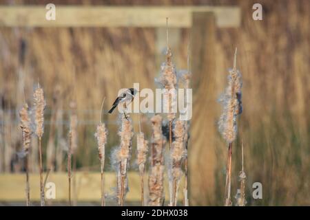 Gemeiner Stonechat (Saxicola rubicola), der auf einem Bullush-Samenkopf thront Stockfoto