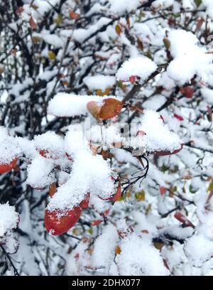 Rote Blätter auf einem Baum mit frisch gefallener Schnee bedeckt An einem Wintermorgen Stockfoto