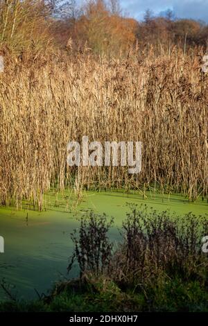 Kleiner Teich mit grünen Algen, umgeben von goldenem Stier Rushes Stockfoto