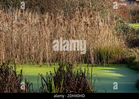 Kleiner Teich mit grünen Algen, umgeben von goldenem Stier Rushes Stockfoto