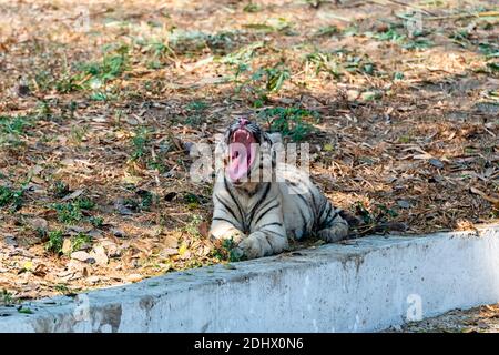 Ein weißes Tigerjunges gähnend, während er neben einem trockenen Graben sitzt, im Tigergehege im National Zoological Park Delhi, auch bekannt als Delhi Zoo. Stockfoto