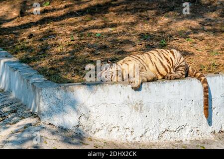 Ein weißes Tigerjunges, das unter der Nachmittagssonne im Tigergehege im National Zoological Park Delhi, auch bekannt als Delhi Zoo, nippt. Stockfoto