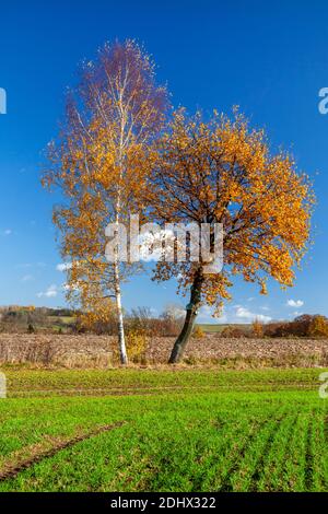 Herbstbäume auf dem Feld, Birke, Ahorn, Warmia und Masuren, Polen Stockfoto