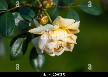 Hellgelbe Gartenrose Khortyzya, ukrainische gezüchtete Rose von Rubtsova Stockfoto