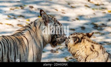 Ein erwachsener weiblicher weißer Bengaltiger nuzzelt ihr Junge im Tigergehege im National Zoological Park Delhi, auch bekannt als Delhi Zoo. Stockfoto