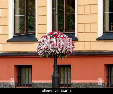 Rote und weiße Petunia Blumen, blüht im Sommer in einem dekorativen Topf Stockfoto