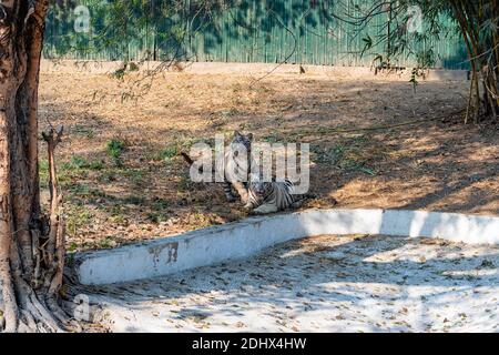 Zwei weiße bengalische Tigerjungen, die sich am Rande eines trockenen Grabens im Tigergehege im National Zoological Park, auch bekannt als Delhi Zoo, befinden. Stockfoto