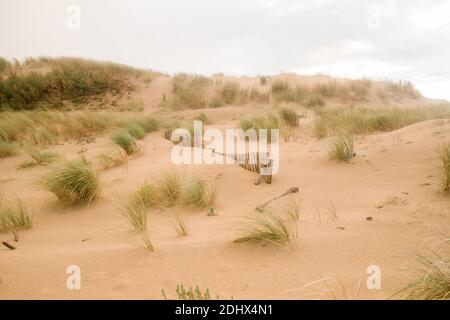 Ein mit Sand bedeckter Holzzaun am Strand mit grünen Pflanzen. Stockfoto