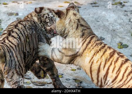 Zwei weiße bengalische Tigerjungen, die im Tigergehege im National Zoological Park Delhi, auch als Delhi Zoo bekannt, miteinander spielen. Stockfoto