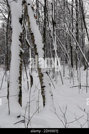 Frischer Schnee von einem Spätherbsturm bedeckt Bäume in einem Wald in Ontario, Kanada. Stockfoto