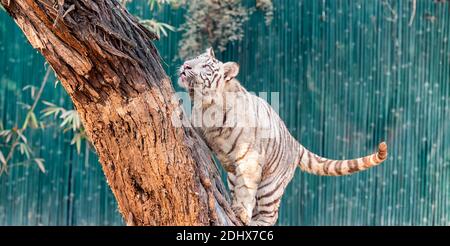 Ein weißes Tigerkub, das versucht, einen Baum im Tigergehege im National Zoological Park Delhi zu besteigen, der auch als Zoo von Delhi bekannt ist. Stockfoto