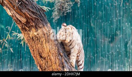 Ein weißes Tigerkub, das versucht, einen Baum im Tigergehege im National Zoological Park Delhi zu besteigen, der auch als Zoo von Delhi bekannt ist. Stockfoto