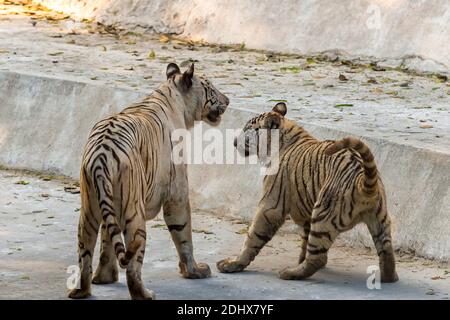 Ein weiblicher weißer Tiger und ihr Junge, bedeckt mit Schmutz, im Inneren des Tigergeheges im National Zoological Park Delhi, auch bekannt als Delhi Zoo. Stockfoto