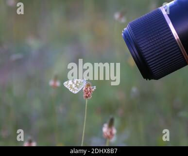 Photographer is taking a macro shot of a Butterfly on a flower Stock Photo