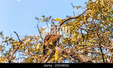 Ein indischer dunkelbrauner Drachen thront auf einem Baum im National Zoological Park Delhi, auch bekannt als Delhi Zoo. Stockfoto
