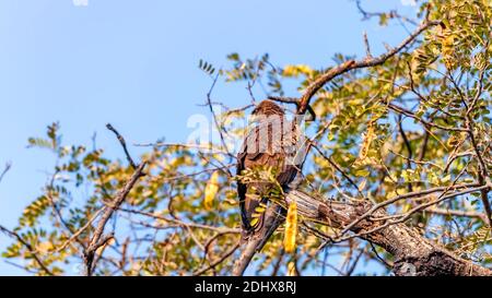 Ein indischer dunkelbrauner Drachen thront auf einem Baum im National Zoological Park Delhi, auch bekannt als Delhi Zoo. Stockfoto