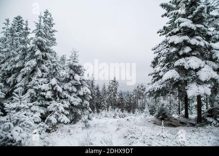 Winterwunderland - mit Schnee bedeckter Wald im Waldviertel, Österreich Stockfoto