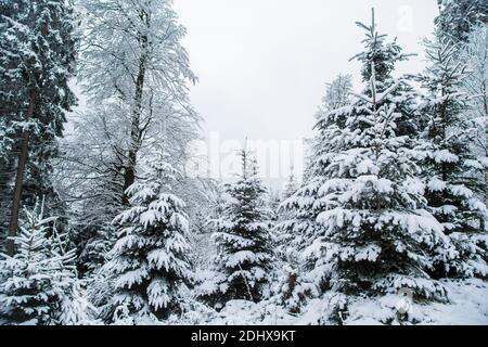 Winterwunderland - mit Schnee bedeckter Wald im Waldviertel, Österreich Stockfoto