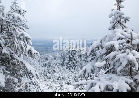 Winterwunderland - mit Schnee bedeckter Wald im Waldviertel, Österreich Stockfoto