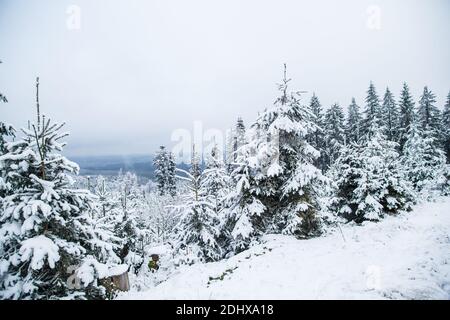 Winterwunderland - mit Schnee bedeckter Wald im Waldviertel, Österreich Stockfoto