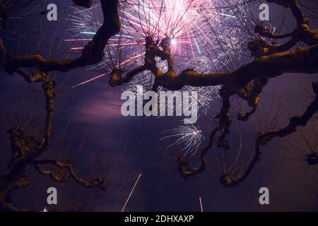 Platanen mit lila Himmel Hintergrund und Feuerwerk am Silvesterabend in Düsseldorf, Deutschland. Stockfoto