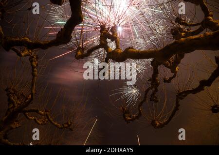 Platanen mit Feuerwerk im Hintergrund am Silvesterabend in Düsseldorf. Stockfoto