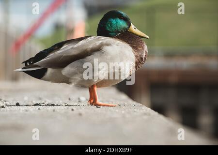 mallard Ente in der Stadt Stockfoto