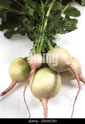 Rüben, Brassica Rapa, Gemüse vor weißem Hintergrund Stockfoto