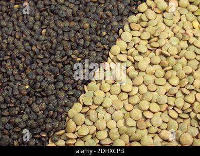Französische grüne Puy Linsen und blonde Linsen aus Saint-Flour, lens esculenta Stockfoto