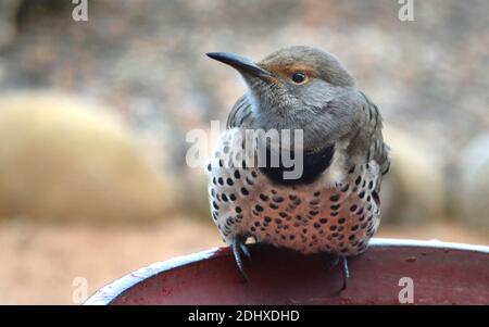 Ein rot behackter nördlicher Flicker (Colaptes auratus) versucht, aus einem gefrorenen Vogelbad in einem Hof in Santa Fe, New Mexico, zu trinken. Stockfoto