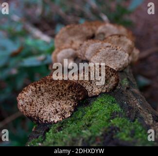 Nahaufnahme des inonotus-Pilzes, der auf moosiger Baumrinde wächst Stockfoto