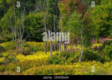 Am Rande eines Feuchtgebiets und einer Hochlandwiese hat sich ein Dickicht entwickelt, das Lebensraum für Wildtiere in Pocono Mountans in Pennsylvania bietet. Stockfoto