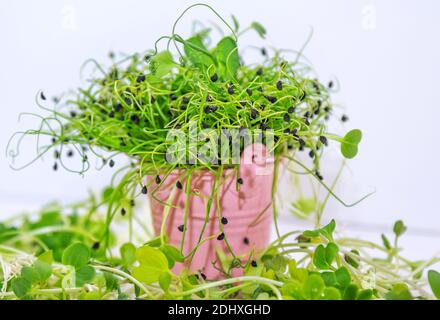 Frische grüne Zwiebel mikrogrüne Sprossen auf weißem Hintergrund. Bio gesunde Lebensmittel. Stockfoto