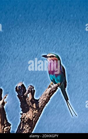 Sambia, South Luangwa National Park. Flieder-reihige Walze auf Baum Zweig (WILD: Coracias caudatus) Computer verbessert. Stockfoto