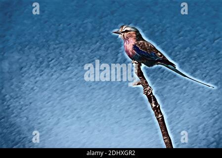 Sambia, South Luangwa National Park. Flieder-reihige Walze auf Baum Zweig (WILD: Coracias caudatus) Computer verbessert. Stockfoto