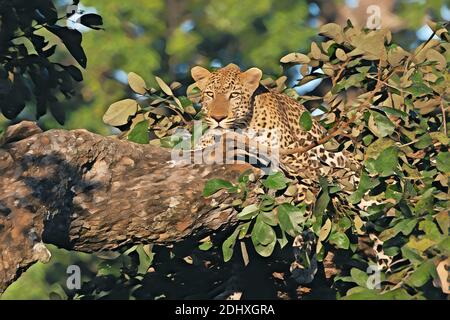 Afrika, Sambia, South Luangwa National Park. Männlicher Afrikanischer Leopard (WILD: Panthera pardus) im Baum. Computer verbessert. Stockfoto