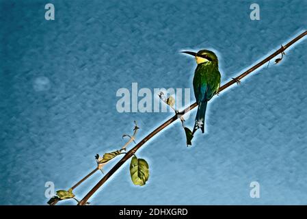Sambia, South Luangwa Nationalpark. Einsamer Zinnenkranz Bienenfresser (Merops Hirundineus) thront auf Ast. Passerine Vogel in der Familie der Bienenfresser Stockfoto