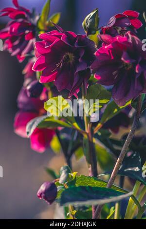 Frühling Winterblume helleborus Schneeblume in magischer Atmosphäre Stockfoto