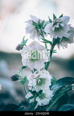 Frühling Winterblume helleborus Schneeblume in magischer Atmosphäre Stockfoto