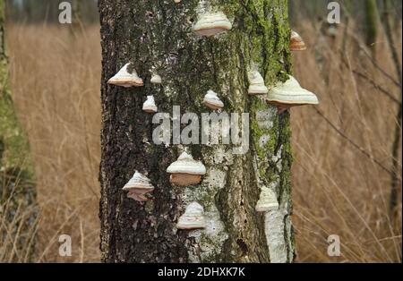 Viele Bienenwachs Bracket Pilze wachsen auf einem stehenden Toten Birke Stockfoto