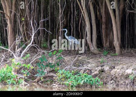 Ein Cocoi Heron fliegt im Regenwald entlang des Flusses Mutum (Rio Mutum) der Pantanal-Feuchtgebiete im größten und lebenswichtigen Ökosystem der Welt Stockfoto