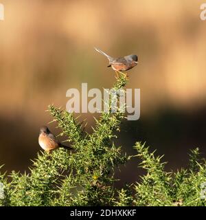 Paar Dartford Warblers-Sylvia undata Barches auf gemeinsamen Gorse-Ulex. Herbst Stockfoto