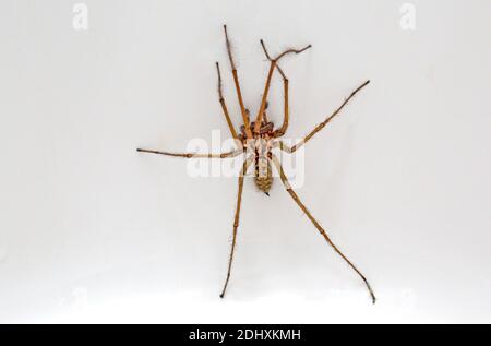 Riesenhausspinne lateinischer Name Tegenaria duellica oder Eratigena duellica Im Badezimmer Waschbecken UK Stockfoto