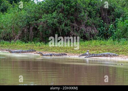 Eine Reihe von Spectacled Caimans, gemeinsam in den Flüssen und Seen der Pantanal Feuchtgebiete, in der weltweit größten und ein lebenswichtiges Ökosystem in Brasilien. Stockfoto