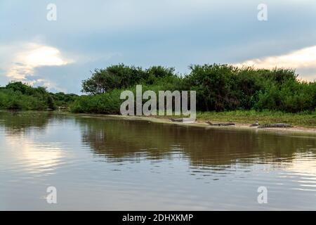 Eine Reihe von Spectacled Caiman, gemeinsam in den Flüssen und Seen der Pantanal Feuchtgebiete, der weltweit größten und ein lebenswichtiges Ökosystem. Die weite Region attra Stockfoto