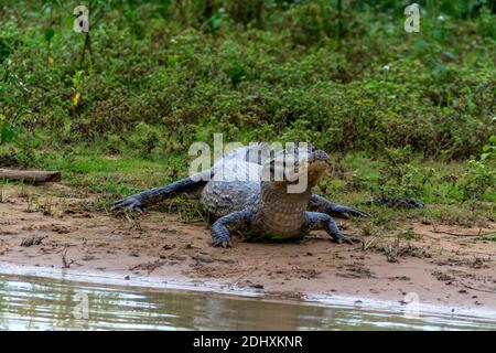 Ein Spectacled Caiman, in den Flüssen und Seen der Pantanal Feuchtgebiete, in der weltweit größten und ein lebenswichtiges Ökosystem in Brasilien verbreitet. The Spectacled Stockfoto