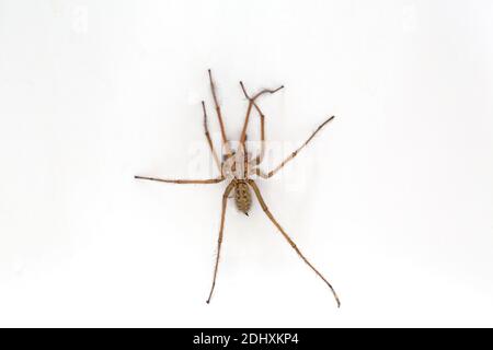 Riesenhausspinne lateinischer Name Tegenaria duellica oder Eratigena duellica Im Badezimmer Waschbecken UK Stockfoto